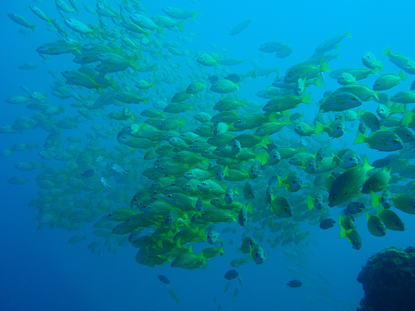 キンセンフエダイの群れ