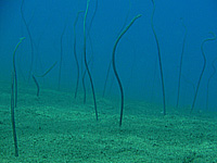 �X�p�Q�b�e�B�[�K�[�f���C�[��