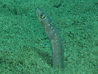 �K�[�f���C�[��