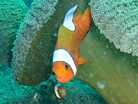 �g�E�A�J�N�}�m�~