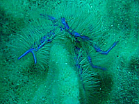 �s���N�X�N���b�g���u�X�^�[