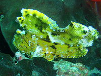 ハダカハオコゼ