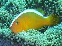 �Z�W���N�}�m�~