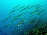 �^�C�����J�}�X�̌Q��