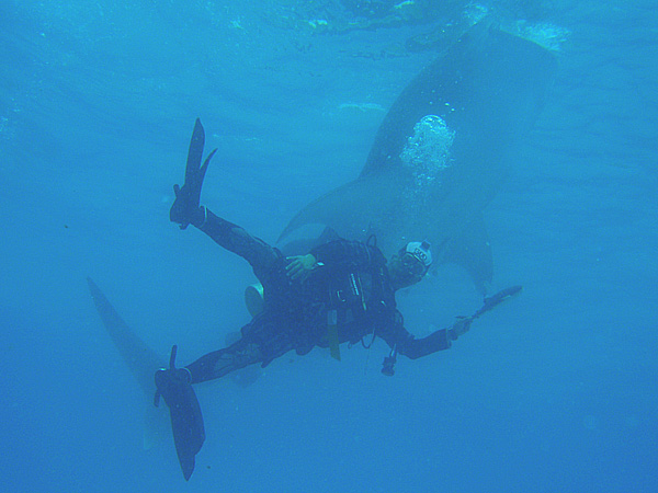 500�{�L�O �W���x�B�U���Ɛr���_�C�o�[�Ǝq�W���x�C�H