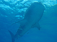 �W���x�B�U��