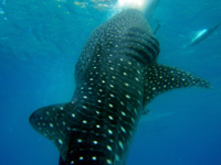 �W���x�B�U��