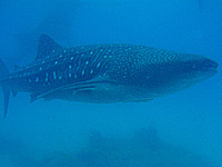 �W���x�B�U��