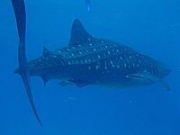 �W���x�B�U��