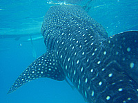 �W���x�B�U��