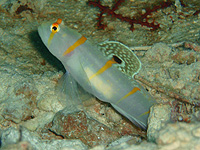 �j�`�����_�e�n�[