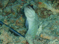 �S�[���h�X�y�b�N�W���[�t�B�b�V��