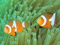 �J�N���N�}�m�~