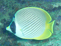 �N���J�P�`���E�`���E�E�I(�p���_�o�^�t���C�t�B�b�V��)