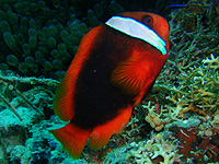 �n�}�N�}�m�~