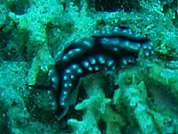 �R�C�{�E�~�E�V