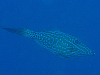 �\�E�V�n�M