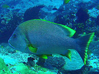 �A�J�t�`�����E�O�E�E�~�E�V