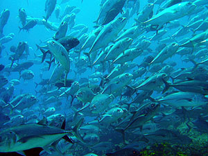 �M���K���A�W