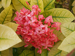 �O�A���ɍ炭��