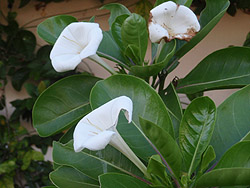 �O�A���ɍ炭��