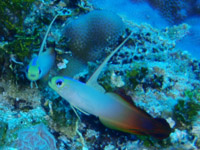 �n�^�^�e�n�[