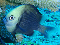 �t�^�X�W�����E�L���E�X�Y���_�C