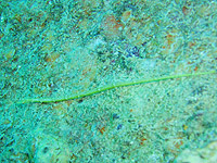 ���E�W�E�I