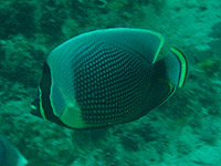 �n�N�e���J�^�M