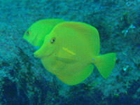 �L�C���n�M