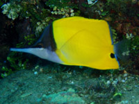 �t�G���b�R�_�C