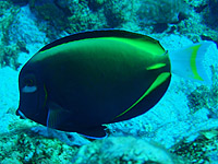 ���K�l�N���n�M