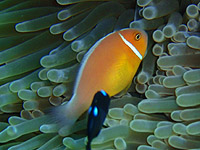 �n�i�r���N�}�m�~