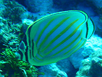 �n�i�O���`���E�`���E�E�I