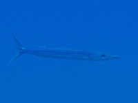 �^�C�����J�}�X