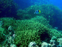 �T���S���Ƃ��Ă����ꂢ�I