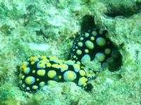 ���]���C�{�E�~�E�V