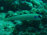 ���Z�A�}�_�C�H�H�H