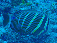 �q���i�K�n�M