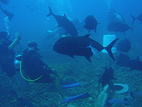 ���E�j���A�W