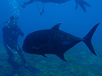 ���E�j���A�W