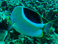 �Z�O���`���E�`���E�E�I