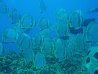 �i�����E�c�o���E�I