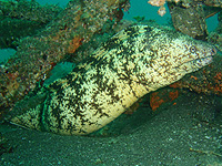 ����ꂽ���H