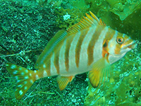 ����ꂽ���H