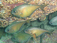 ����ꂽ���H