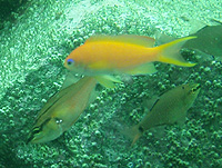 ����ꂽ���H