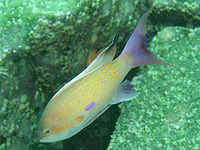 ����ꂽ���H