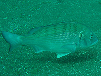 ����ꂽ���H