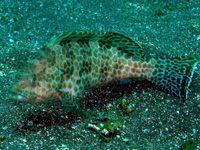 ����ꂽ���H